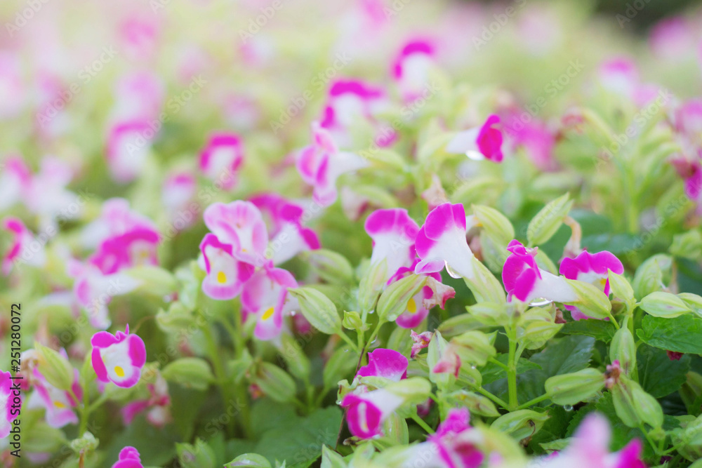 Purple flowers with colorful.