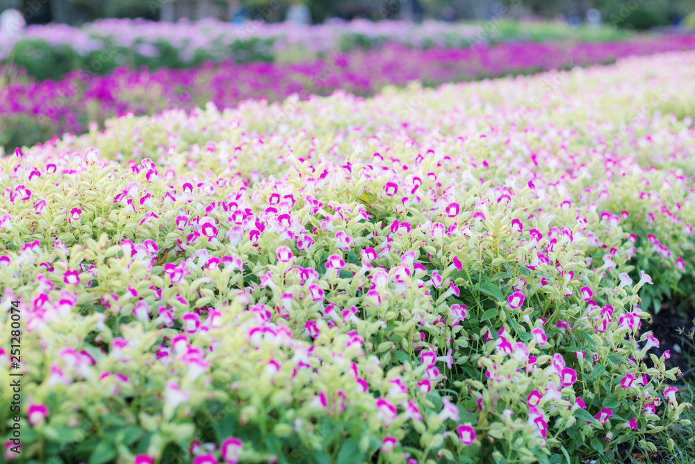 Naklejka premium Purple flowers with colorful on plot.