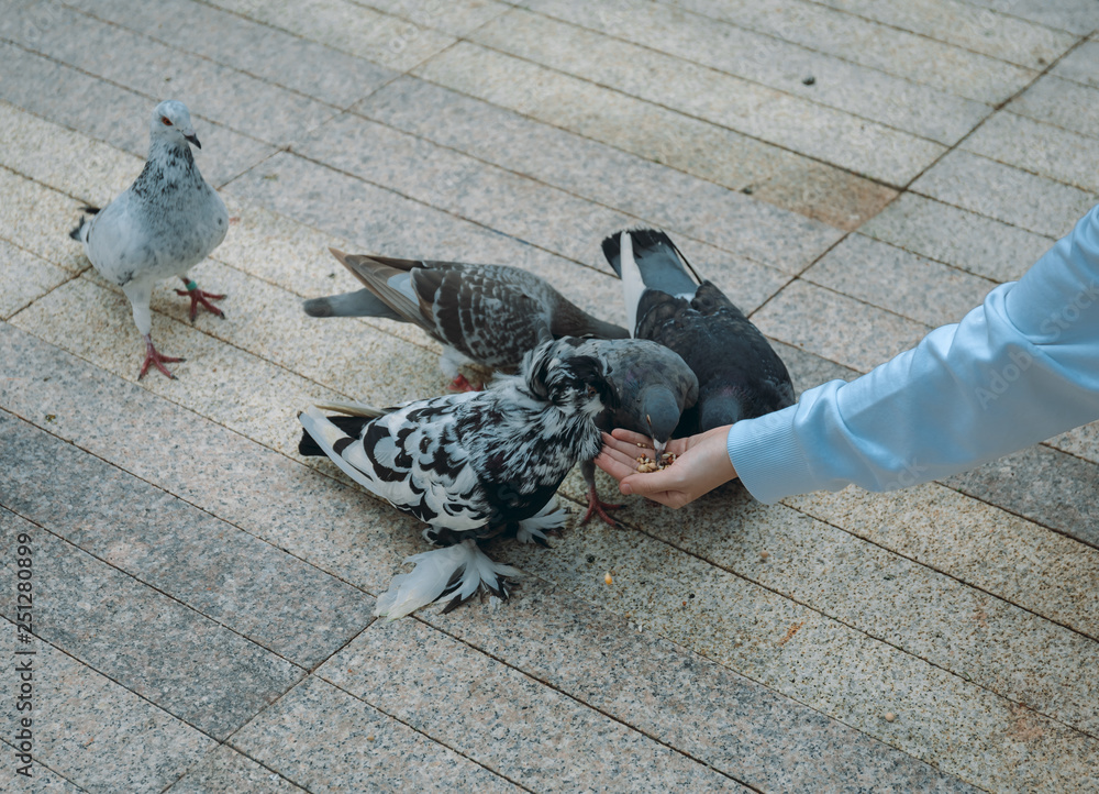 Fototapeta premium Pigeon eating feed standing on human hand. A woman feeds pigeons