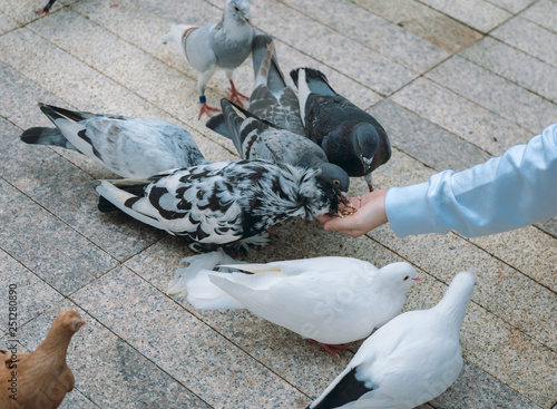 Pigeon eating feed standing on human hand. A woman feeds pigeons