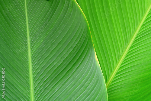 tropical leaf texture background