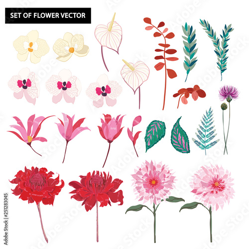 Set of beautiful botanic ,exotic,orchid flowers  blooming floral and leves vector illustration