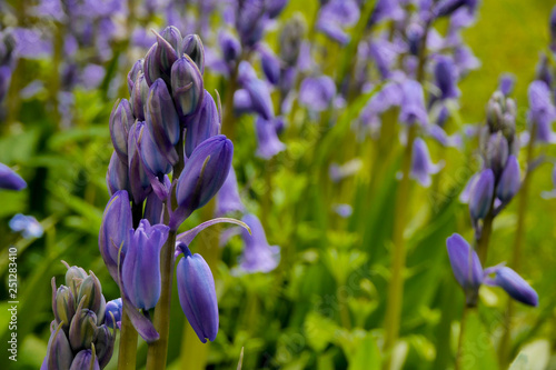 Wild flower. Bluebell or Wild Hyacinth. hyacinthoides non-scripta photo