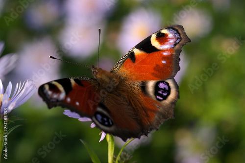Peacock butterfly. Aglais io.
