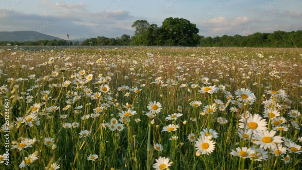 Meadow of spring daisy flowers in mountain. Beautiful nature landscape. Meadow of spring daisy flowers in mountain. Beautiful nature landscape.