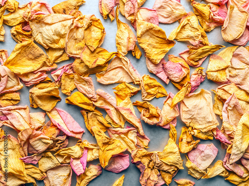 Dried Pink and Yellow Rose Petals Scattered on Chrome White Background. Top View, Flat Lay, Copy Space. Valentine, International Women's Day Card, Banner, Cover, Invitation Concept.