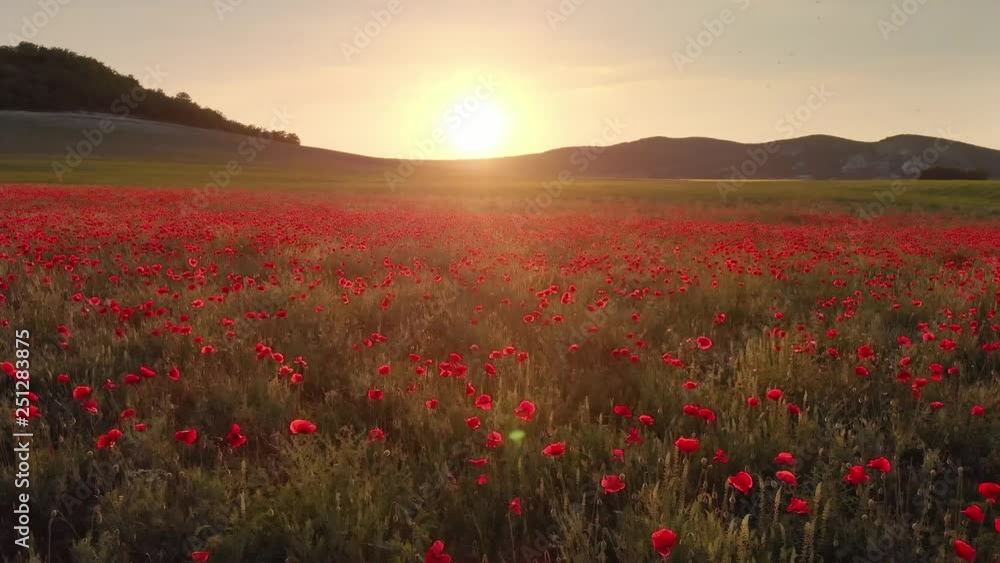 Flight over field of red poppies at sunset. Beautiful flowers and spring nature composition. Flight over field of red poppies at sunset. Beautiful flowers and spring nature composition.