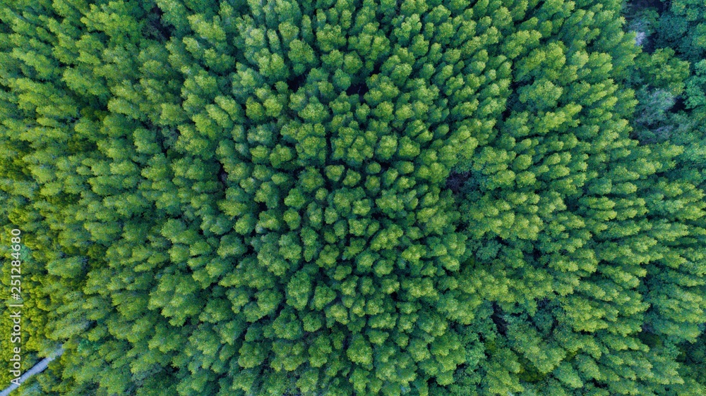 aerial photo of scenary landscape view of green mongrove forest from above. photo shot by drone