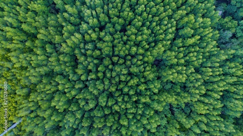 aerial photo of scenery landscape view of green mangrove forest from above. photo shot by drone