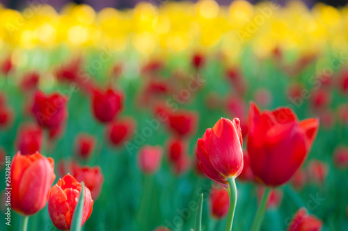 Colorful tulip flora blooming in the park