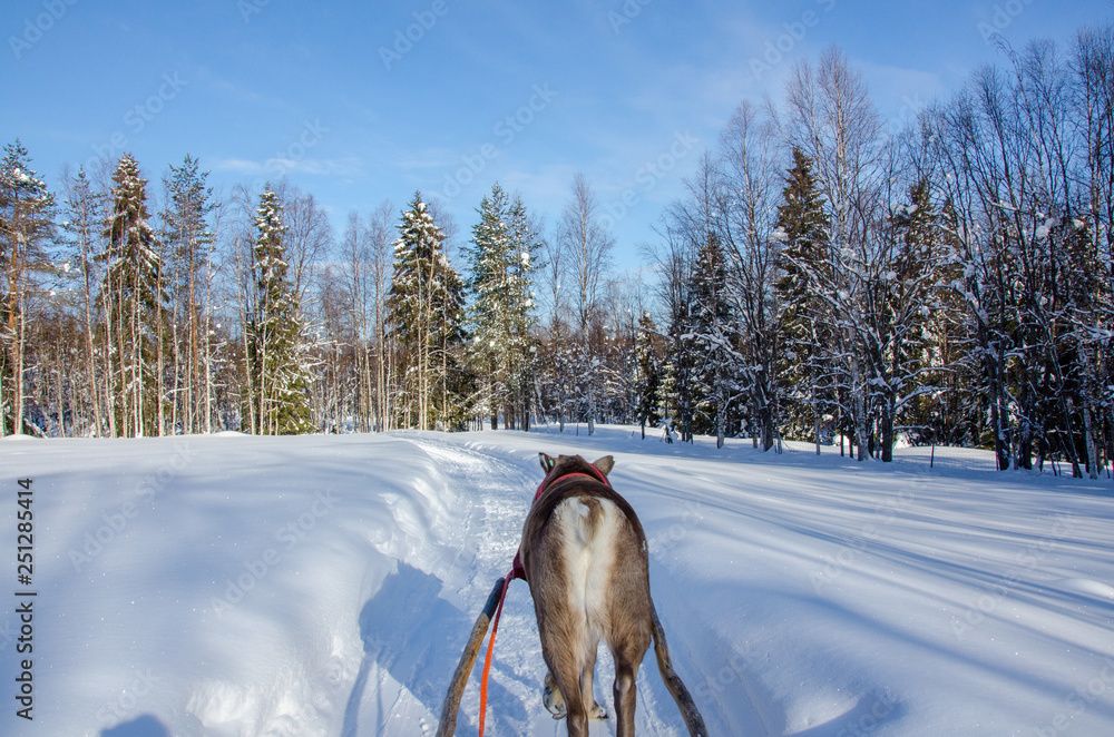 Naklejka premium into the wild