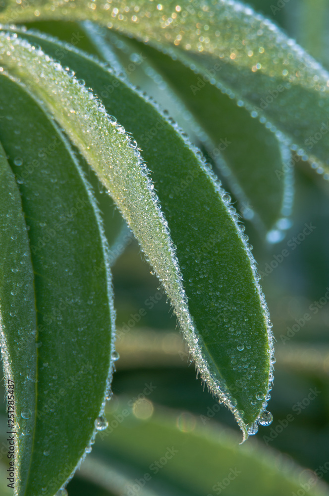 Lupine Leaves and Dew Drops. Finley National Wildlife Refuge, Willamette Valley, Oregon. Lupine Leaves and Dew Drops. Finley National Wildlife Refuge, Willamette Valley, Oregon.