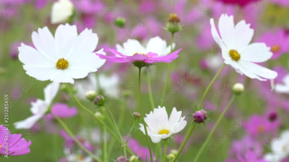 Cosmos flower (Cosmos Bipinnatus) Flowers in the garden . Cosmos flower (Cosmos Bipinnatus) Flowers in the garden .