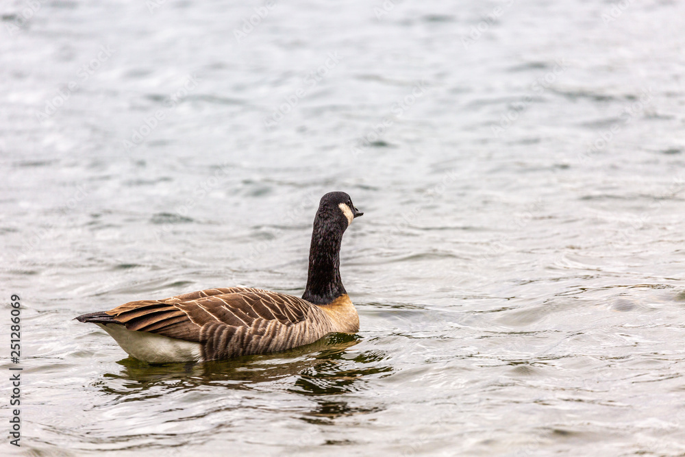 Fototapeta premium Canadian goose in water