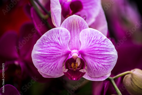 Close-up of Phalaenopsis Blooming in Winter Warm Room