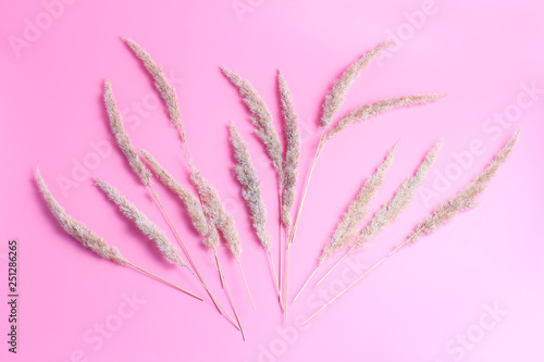 flowers composition. wild dry herbs, fluffy lovely inflorescences of light yellow color on a pink background. flat lay, top view
