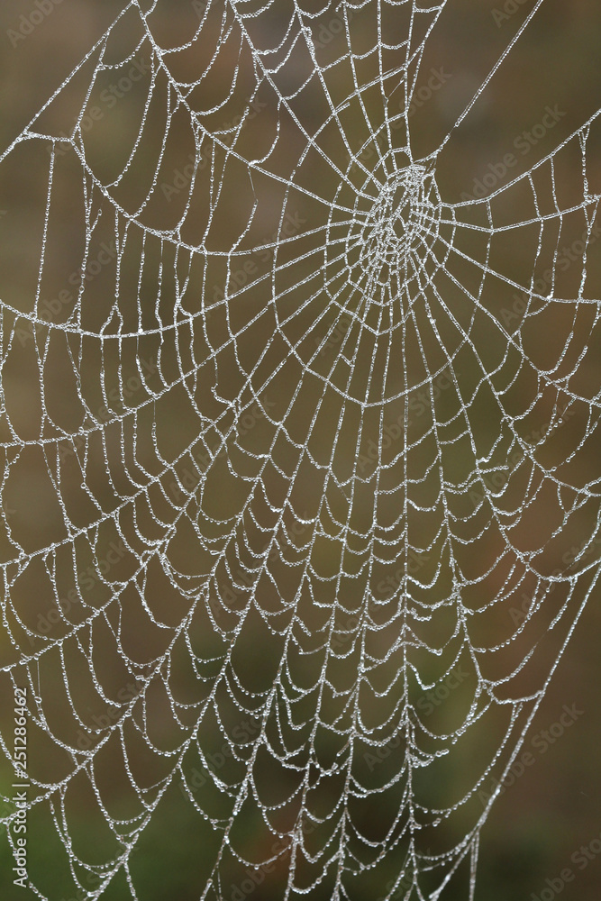 Spider web wet with dew.