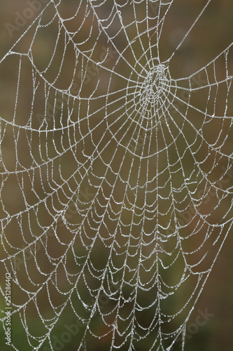 Spider web wet with dew.