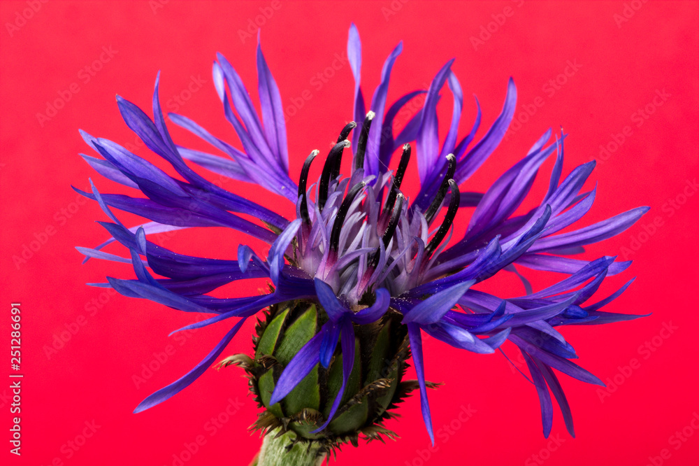 Fototapeta premium Cornflower on a red background. Centaurea cyanus.