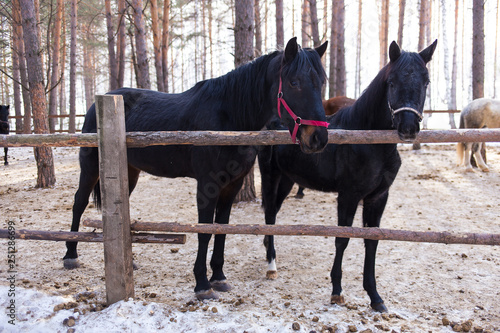 horses on a horse yard (farm, pine forest, village) in winter