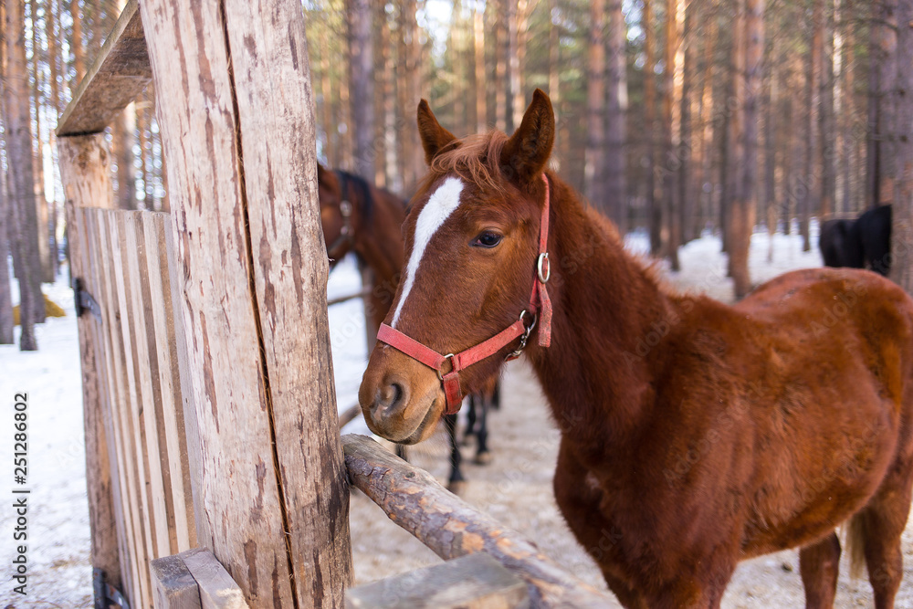 Fototapeta premium horses on a horse yard (farm, pine forest, village) in winter