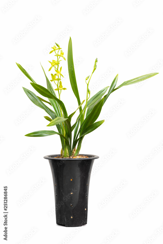 potted orchids isolated potted orchids isolated