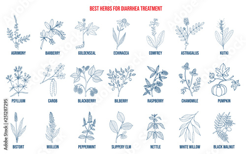 Best medicinal herbs to treat diarrhea