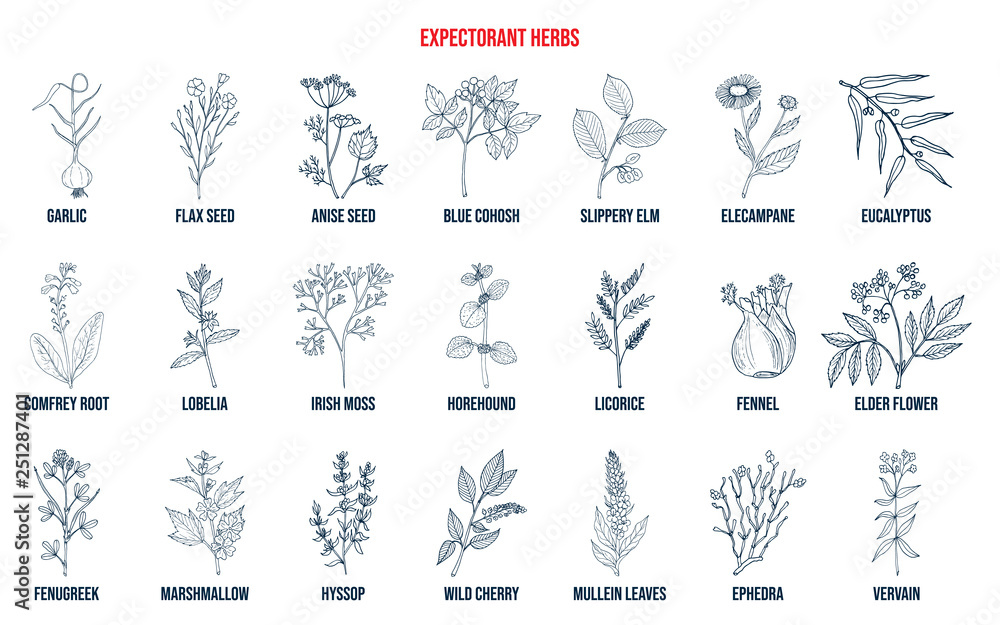 Best medicinal expectorant herbs