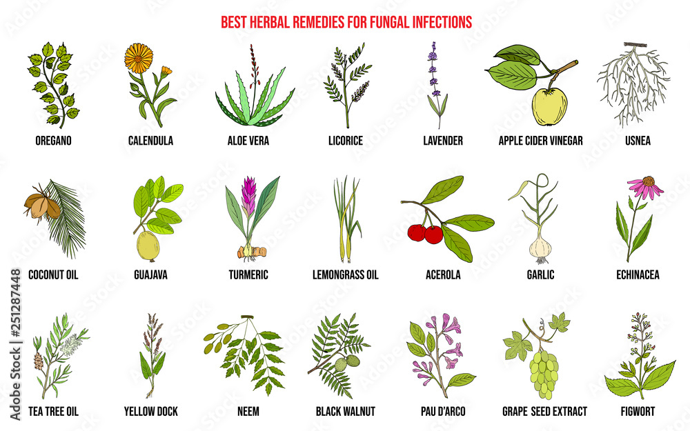 Obraz premium Best herbal remedies for fungal infections