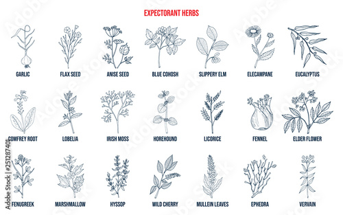 Best medicinal expectorant herbs