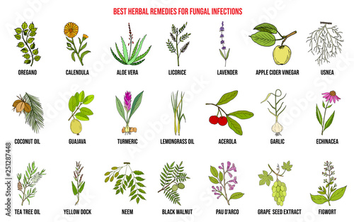 Best herbal remedies for fungal infections