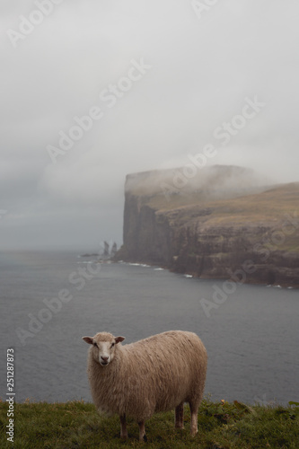 A sheep will be sown on the Faroe Islands photo