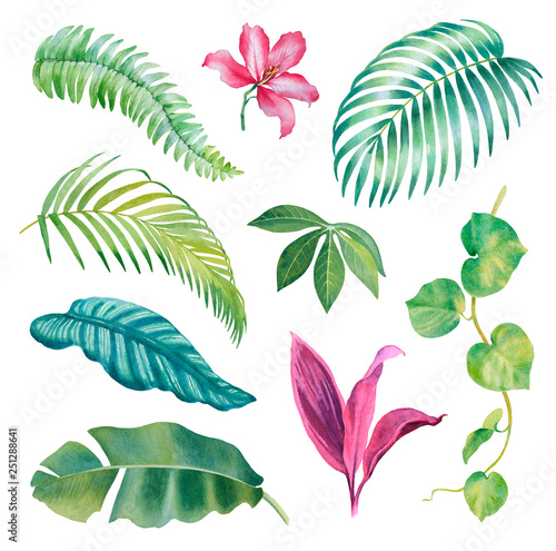 Watercolor illustrations of tropical flora photo