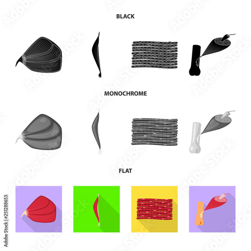 Vector design of fiber and muscular logo. Collection of fiber and body  stock vector illustration.