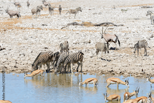 Wild african animals -gnu  kudu  orix  springbok  zebras drinking water in waterhole