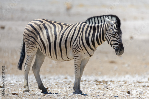 Wild zebra walking in the African savanna close up