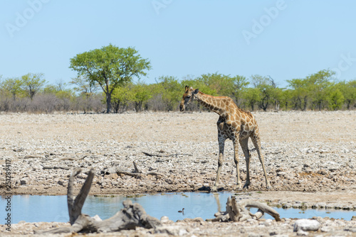 Giraffe drinking water on waterhole in the African savanna