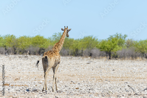 Giraffe on waterhole in the African savanna