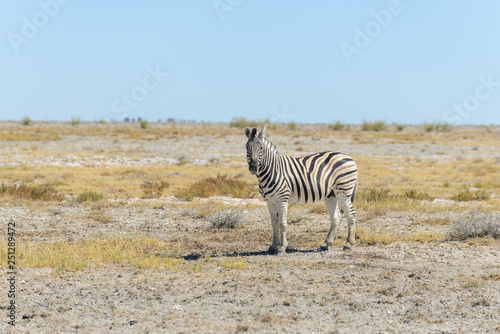 Wild zebra walking in the African savanna