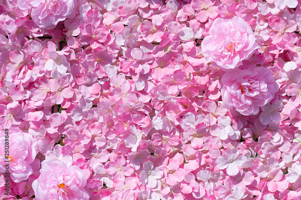 Fototapeta premium Pink Carnation Flowers Beautiful