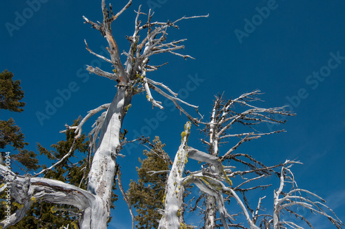 A dead White Bark Pine (Pinus albicaulis). photo