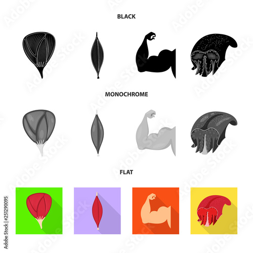 Isolated object of fiber and muscular sign. Collection of fiber and body  stock vector illustration.