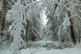 winter forest after a storm (hurricane, snowfall), fallen trees, broken branches