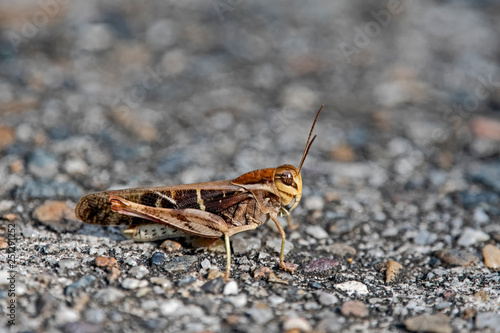 grasshopper in camouflage © ernest