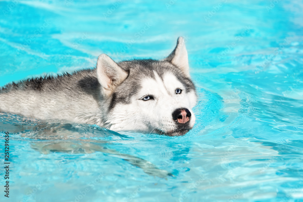 A mature Siberian husky female dog is swimming in a pool. She has grey and white wet fur and blue eyes. The water has an azure and blue color. She is enjoying hot sunny day.