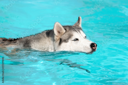 A mature Siberian husky female dog is swimming in a pool. She has grey and white wet fur and blue eyes. The water has an azure and blue color. She is enjoying hot sunny day.