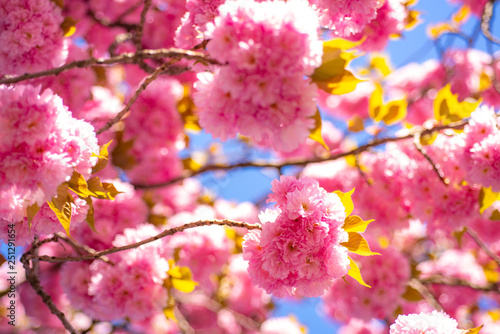 Cherry blossom. Sacura cherry-tree. Beautiful nature scene with blooming tree and sunny day. Sakura Festival.
