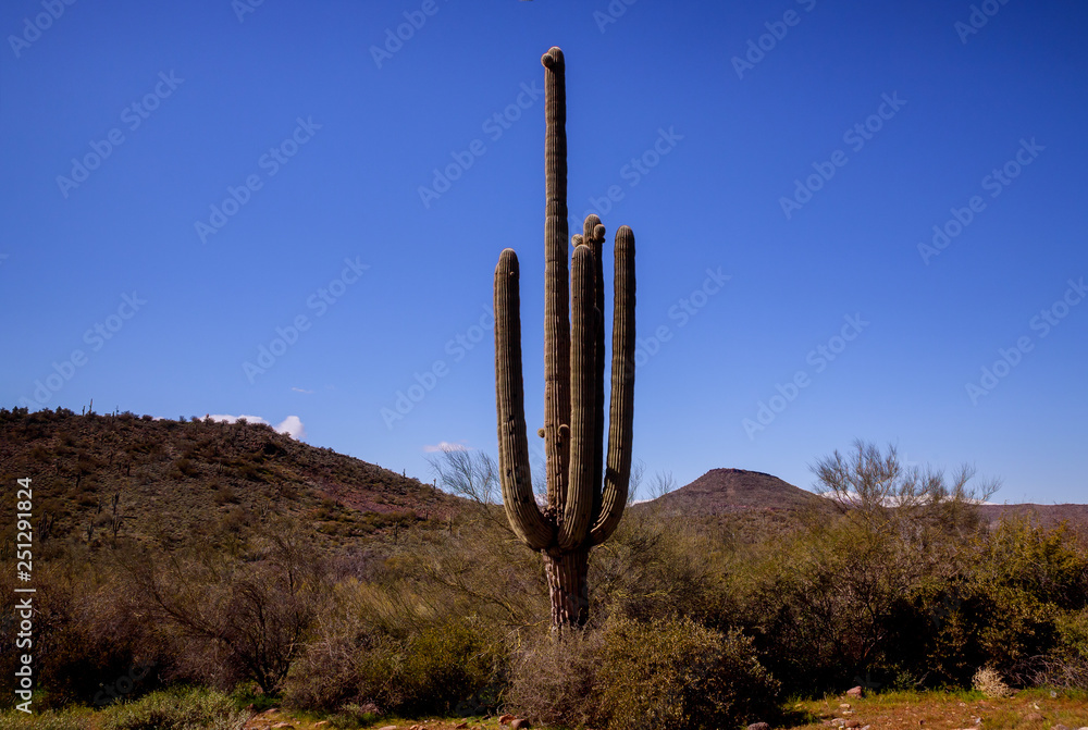 Scenic view of Phoenix Arizona desert in South Mountain hiking trail with saguaro cactus