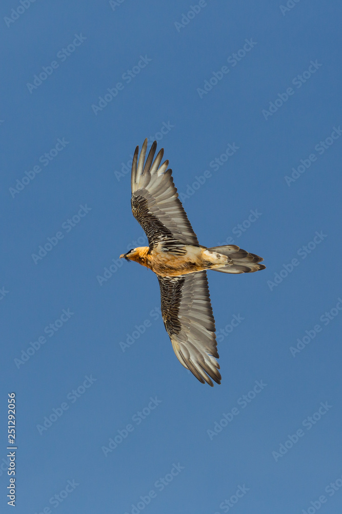 adult bearded vulture (gypaetus barbatus) in flight, blue sky, spread wings adult bearded vulture (gypaetus barbatus) in flight, blue sky, spread wings