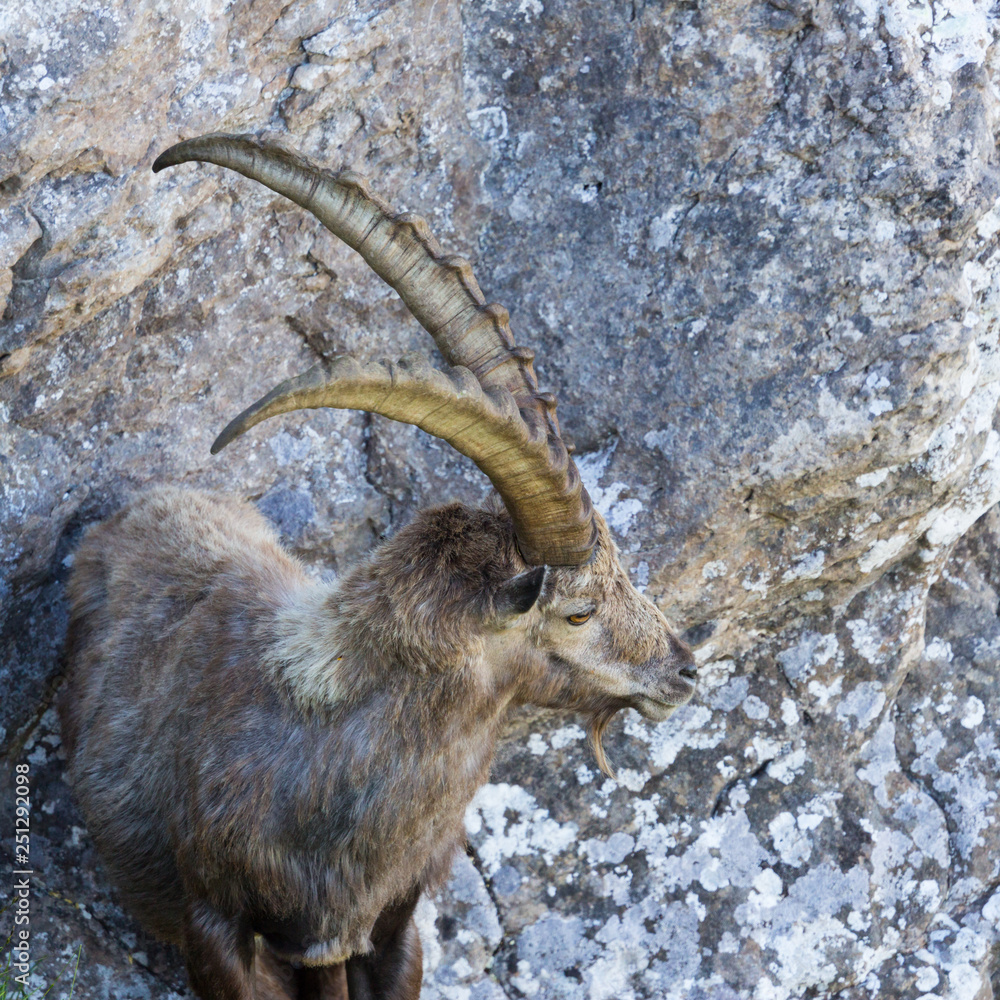 close view adult alpine capra ibex capricorn standing in rocks